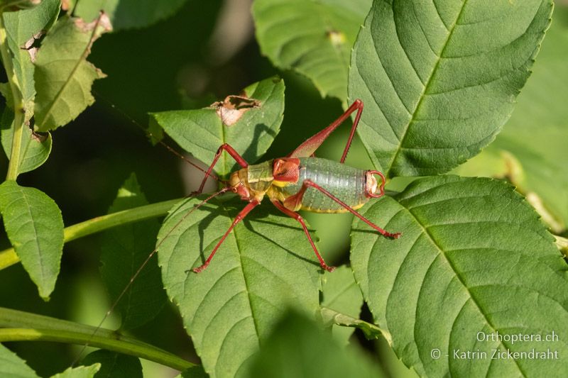 Laubholz-Säbelschrecke (Barbitistes serricauda) ♂ - AT, Niederösterreich, Eichkogl bei Mödling, 07.07.2018