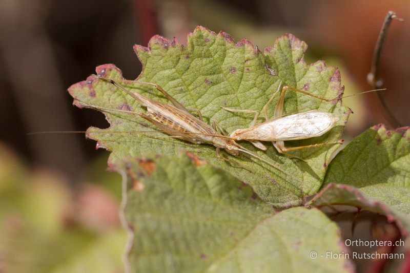 Oecanthus pellucens ♀ (links) und ♂ (rechts) - IT, Abruzzen, Palena, 08.10.2011