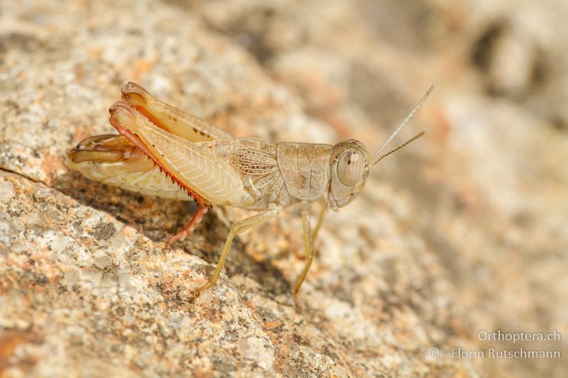 Paracaloptenus caloptenoides ♂ - GR, Thessalien, Meteora, 17.07.2012