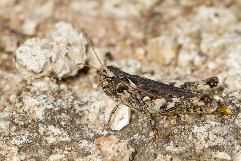 Myrmeleotettix maculatus ♀ - GR, Ostmakedonien, Rhodopen, 25.07.2013