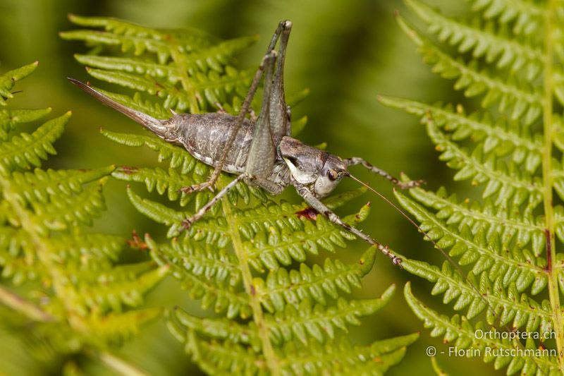 Antaxius pedestris ♀ - CH, TI, Mugena, 18.09.2013