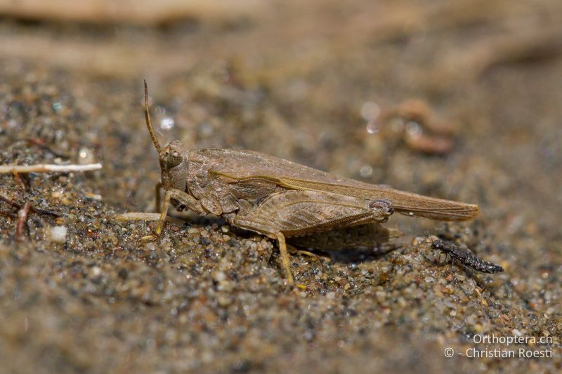 Tetrix bolivari ♀ - BG, Kardzhali, Krumovgrad, 23.04.2012