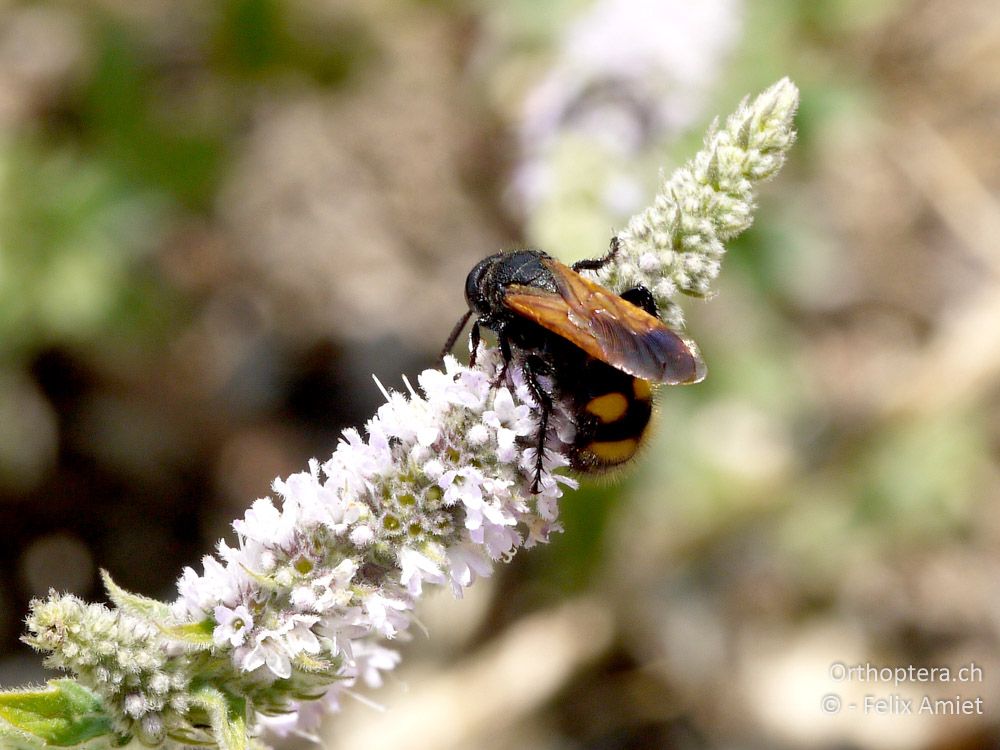 Scolia fuciformis - GR, Thessalien, Meteora, 13.07.2013