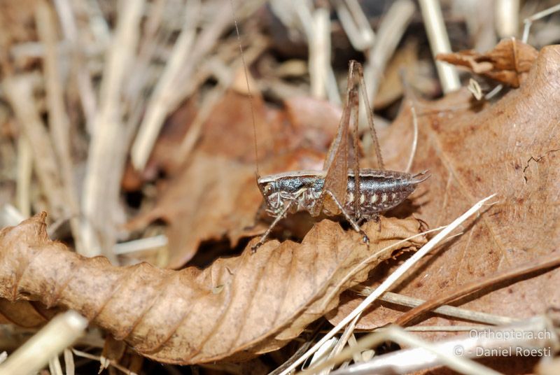 Yersinella raymondii ♂ - CH, TI, Gandria, 26.09.2013