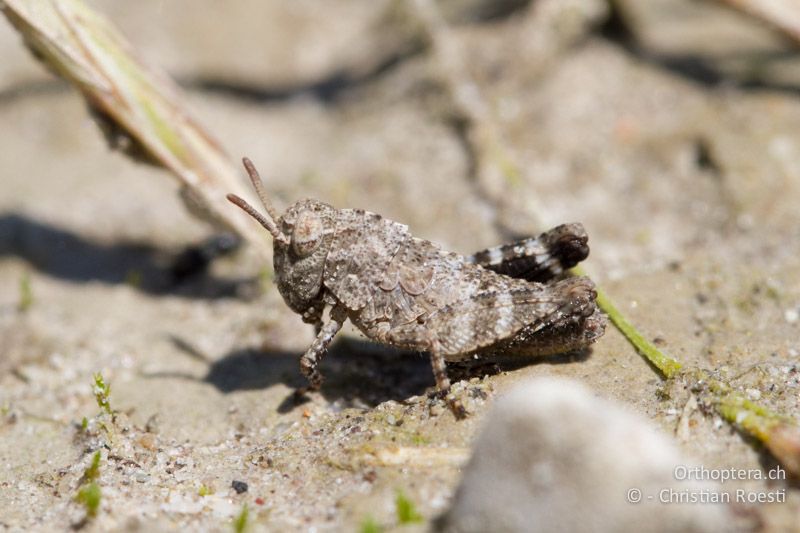 Oedipoda caerulescens im 2. Larvenstadium - IT, Friaul-Julisch Venetien, Spilimbergo, 29.05.2014