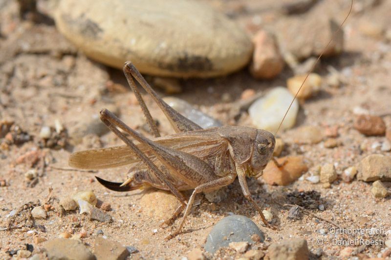 Platycleis falx ♀ - FR, Camargue, St. Gilles, 10.07.2014