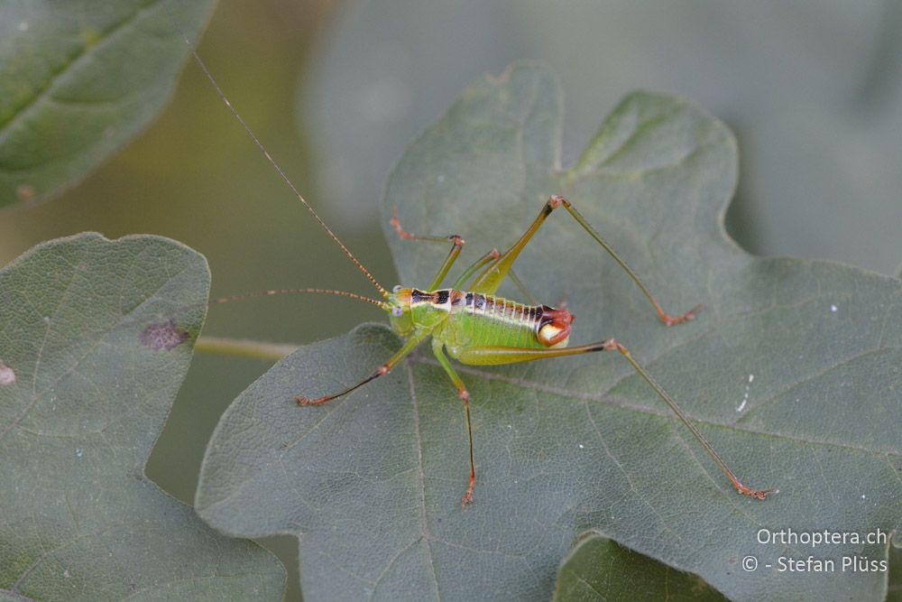 Andreiniimon nuptialis ♂ - HR, Istrien, Pazin, 21.07.2015