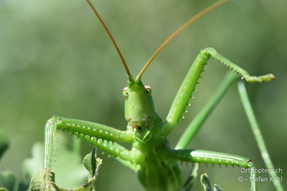 Grosse Sägeschrecke (Saga pedo) ♀ - AT, Niederösterreich, Eichkogl bei Mödling, 07.07.2018