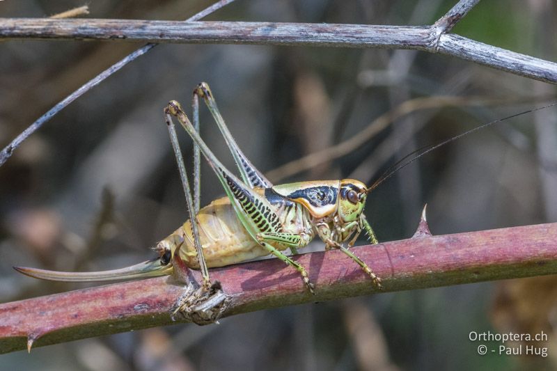 Eupholidoptera megastyla ♀ - GR, Zentralmakedonien, Alonia, 15.07.2017