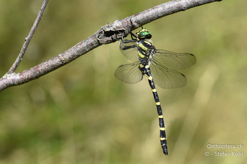 Grosse Quelljungfer (Cordulegaster heros) ♂ - BG, Blagoevgrad, Waldlichtung vor Raslog bei Bansko, 14.07.2018