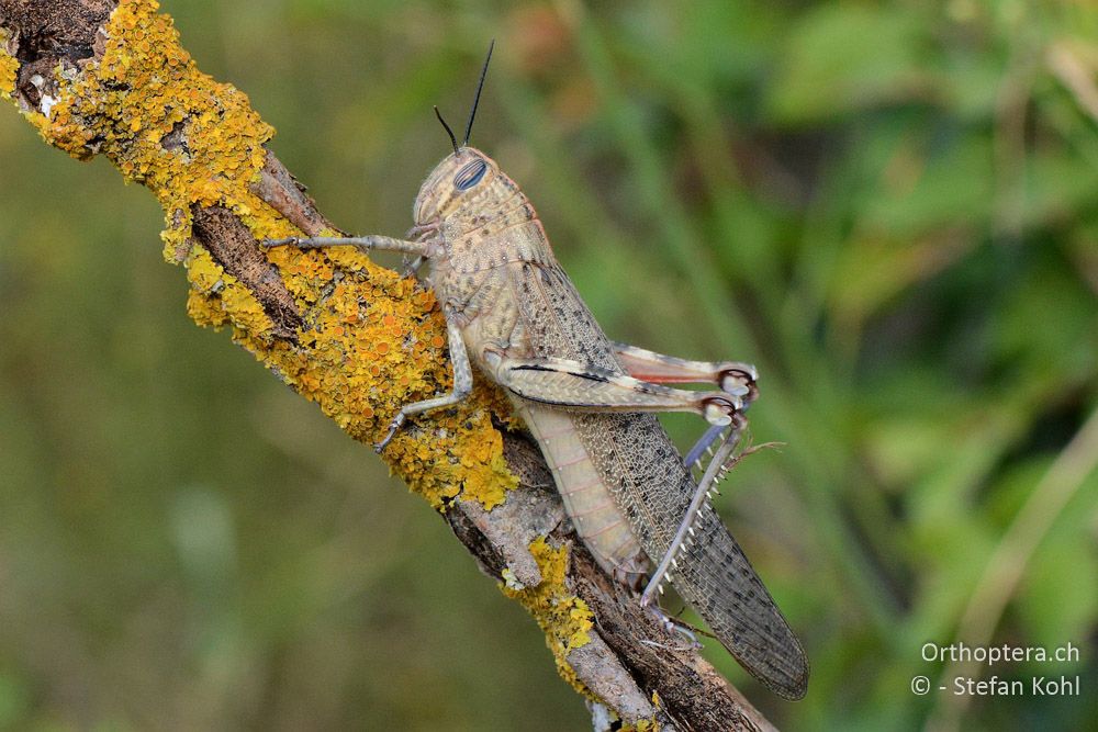 Anacridium aegyptium ♀ - HR, Istrien, Bijele Zemljel, 25.07.2015