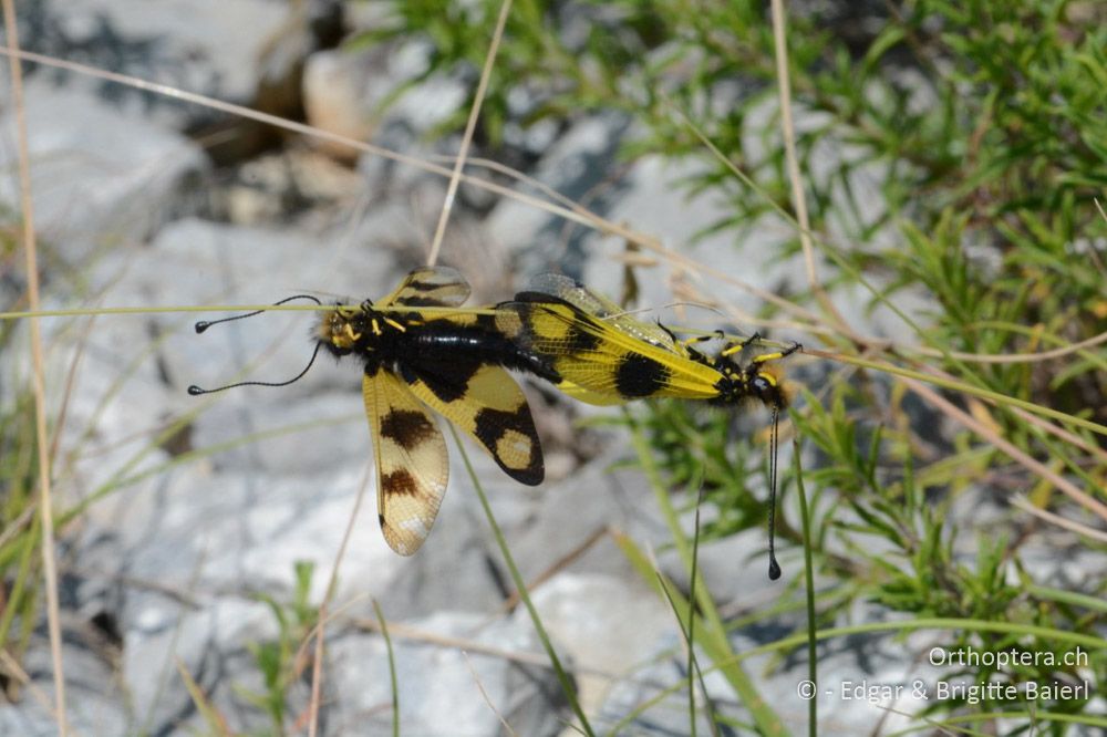 Paarung des Östlichen Schmetterlingshafts (Libelloides macaronius) - HR, Istrien, Skitača, 24.06.2016