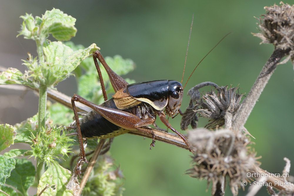 Pholidoptera brevipes ♂ - BG, Chaskowo, Matochina, 09.07.2018