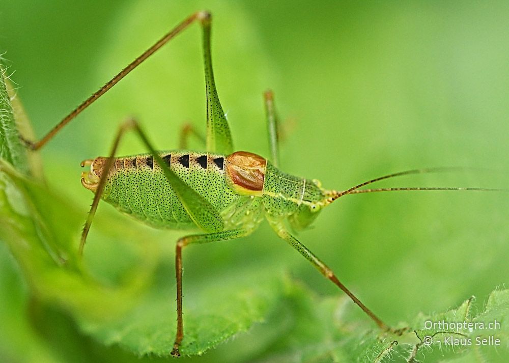 Leptophyes laticauda - HR, Istrien, Bokordići, 19.06.2016