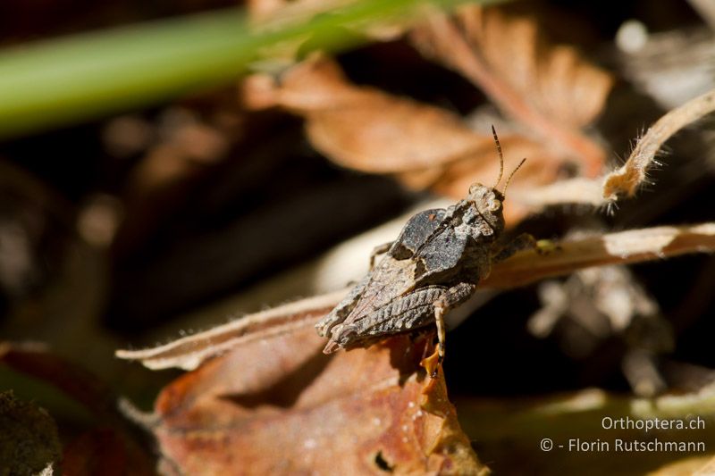 Tetrix depressa ♂ - IT, Abruzzen, Palombargo, 10.10.2011