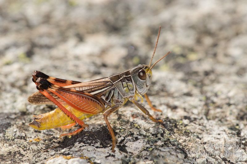 Arcyptera microptera ♂ - GR, Westmakedonien, Mt. Varnous, 12.07.2017