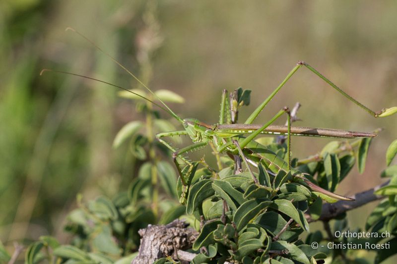 Winged Predatory Katydid, Clonia cf. wahlbergi - SA, Limpopo, Nylsvlei Nature Reserve, 31.12.2014