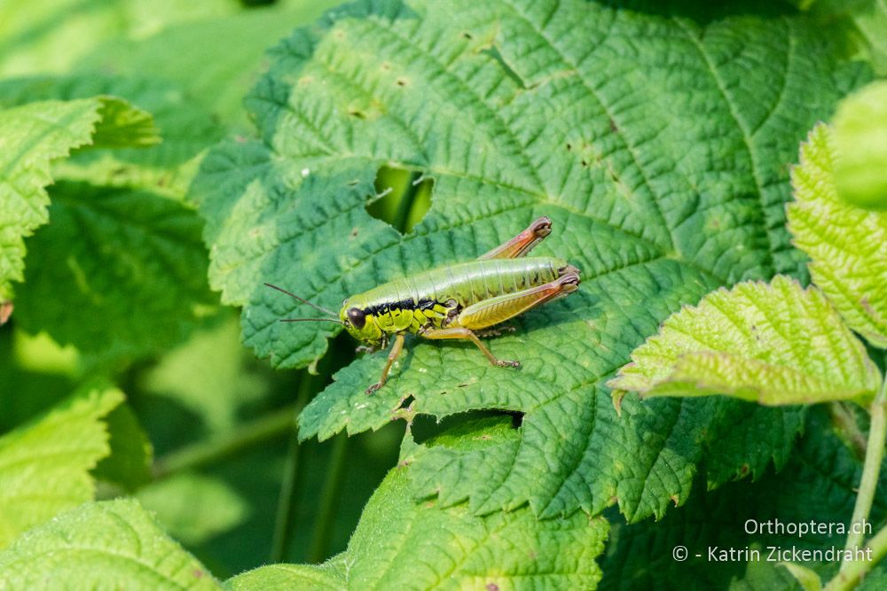 Micropodisma salamandra ♀ - HR, Istrien, Cerovlje, 24.06.2016