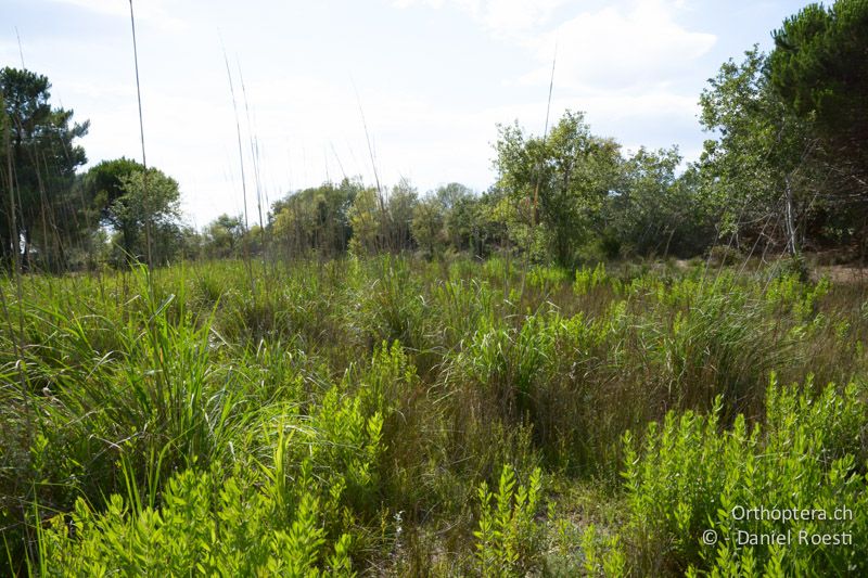 Lebensraum von Chorthippus jucundus - FR, La Grande Motte - 10.07.2014