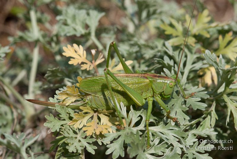 Tettigonia cantans ♀ - IT, Piemont, Valle Varaita, Pontechianale, 23.09.2009