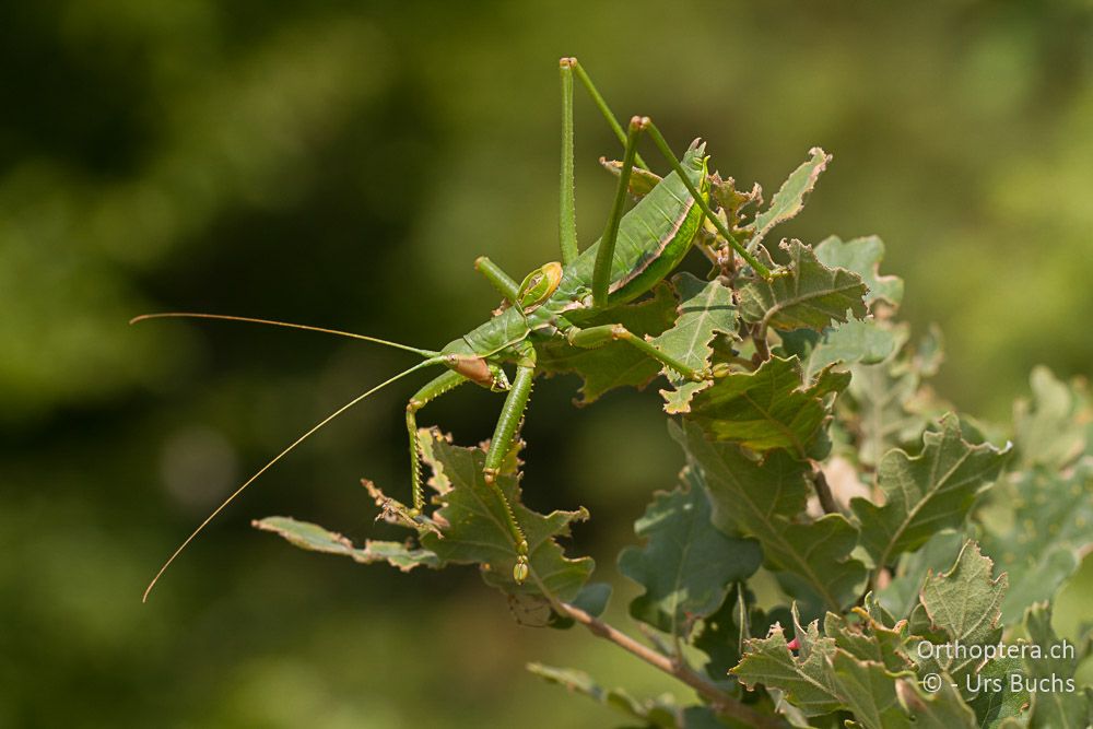 Saga hellenica ♂ - GR, Westmakedonien, Klidi, 09.07.2013