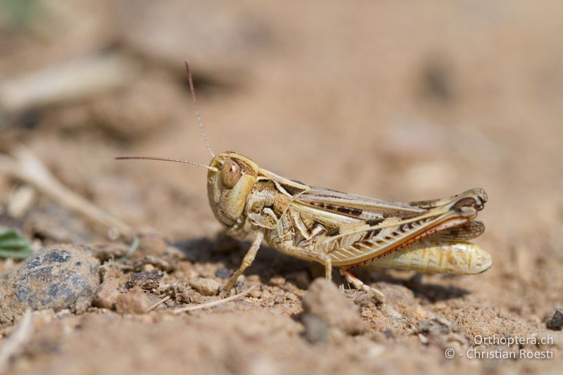 Dociostaurus brevicollis ♀ - GR, Thessalien, Meteora, 17.07.2012