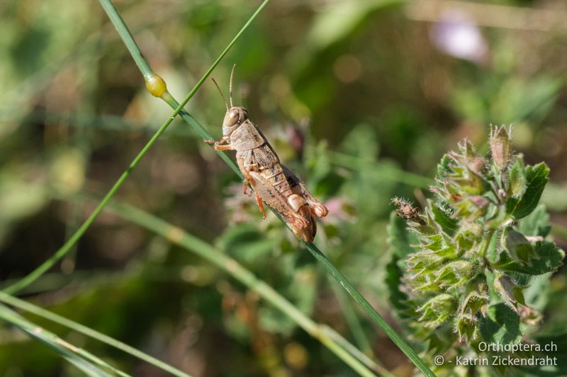 Brunners Schönschrecke (Paracaloptenus caloptenoides) Männchen