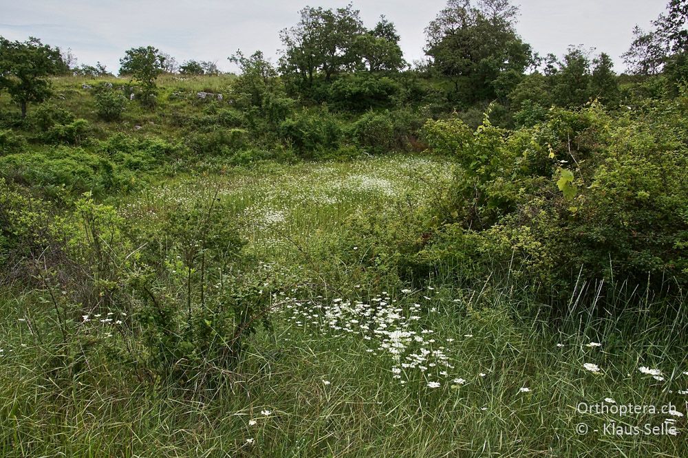 Dolinen-Karstlandschaft - HR, Istrien, Bokordići, 19.06.2016