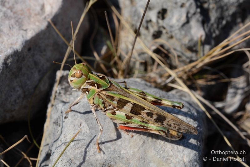 Oedaleus decorus ♀ - HR, Insel Cres, 23.07.2015