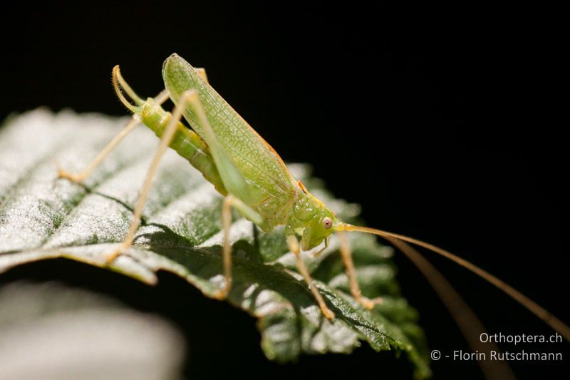 Meconema thalassinum ♂ - CH, TG, Lengwiler Weiher, 21.08.2010