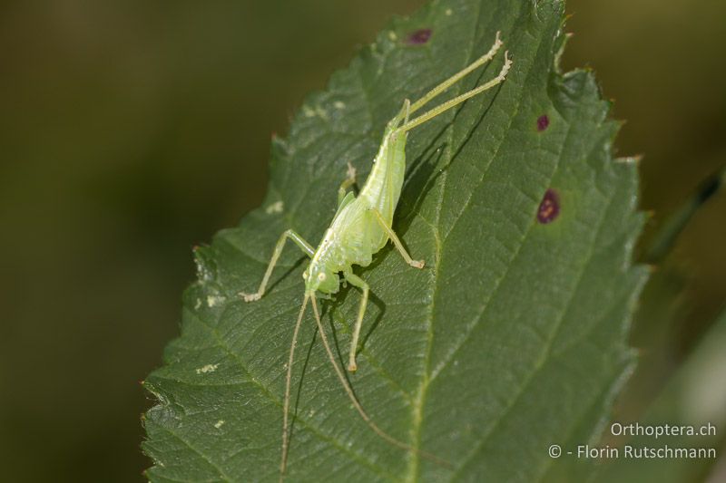 5. Larvenstadium von Meconema thalassinum ♂ - GR, Ostmakedonien, Rhodopen, 25.07.2013