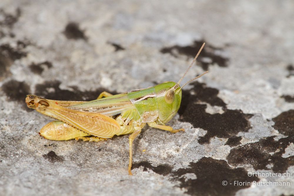 Stenobothrus fischeri Weibchen - HR, Istrien, Herboki, 16.06.2014