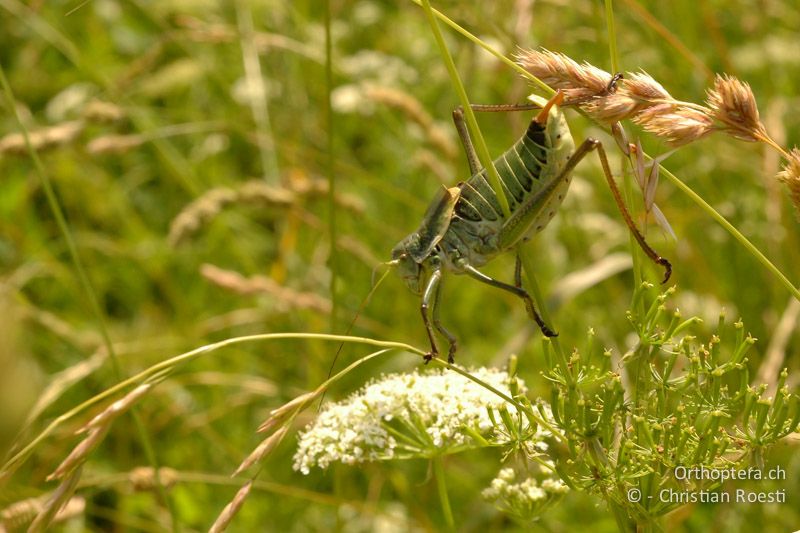 Polysarcus denticauda ♂. Die Männchen steigen oft an dünnen Gräsern bis hoch in die Vegetation, um dort zu singen - DE, Baden-Württemberg, Stuttgart, 24.06.2006