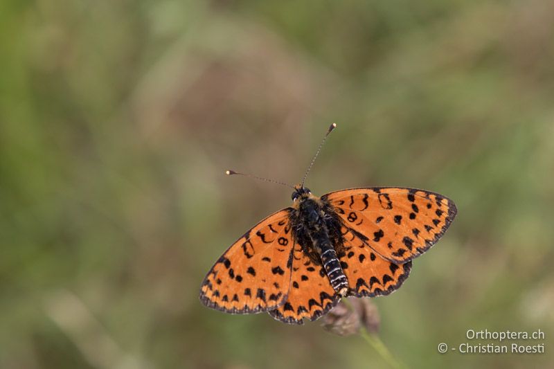 Roter Scheckenfalter (Melitaea didyma) - HR, Istrien, Bokordići, 19.06.2016