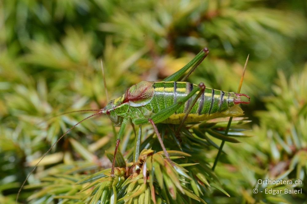 Isophya speciosa ♂ - BG, Blagoewgrad, Bergwiese bei Pass nach Pirin, 12.07.2018