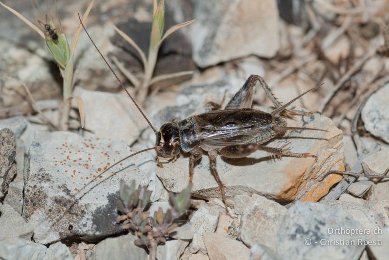 Eumodicogryllus bordigalensis ♂ - FR, Gard, Saint-Hippolyte-du-Fort, 29.05.2009