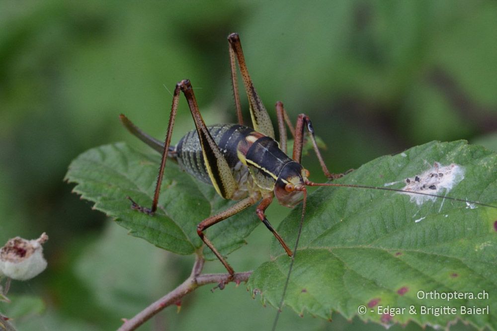 Barbitistes yersini ♀ - HR, Istrien, Bokordići, 19.06.2016