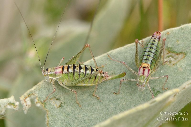 ♂ und ♀ von Poecilimon ebneri - GR, Westmakedonien, Mt. Vernon, 10.07.2013