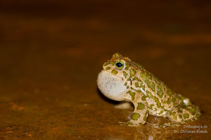 Männliche Wechselkröte (European green toad, Bufo viridis) beim Singen. Bolata, Kap Kaliakra, 27.04.2012