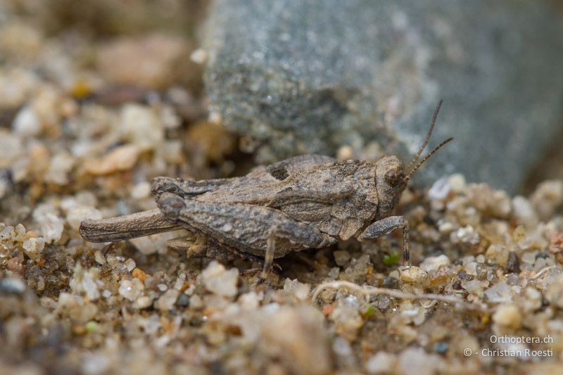 Männchen der Eingedrückten Dornschrecke (Uvarovitettix depressus). An der Arda bei Stojanovo (Ardino), 22.04.2012