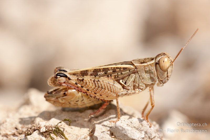 Calliptamus italicus ♂ - HR, Istrien, Brovinje, 20.07.2010