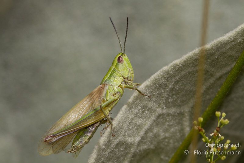 Makropteres ♀ von Euthystira brachyptera - GR, Westmakedonien, Mt. Vernon, 17.07.2011