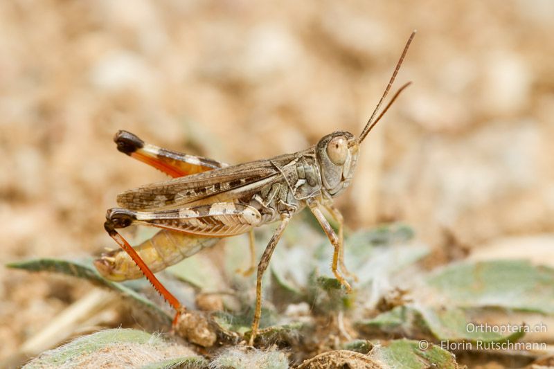 Dociostaurus brevicollis ♂ - GR, Westmakedonien, Xino Nero, 07.08.2012