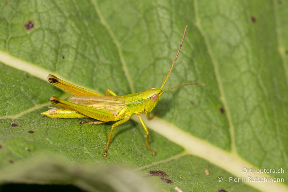 Chrysochraon dispar giganteus Männchen - HR, Istrien, Motovun, 24.07.2014