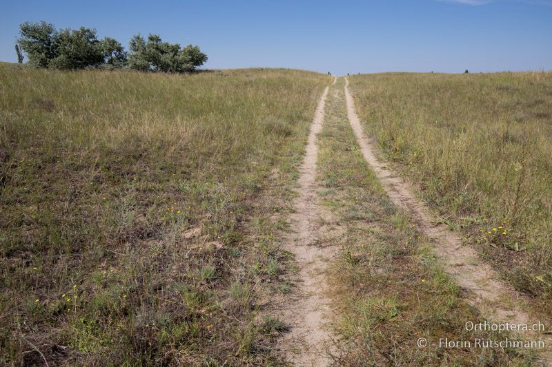 Schütter bewachsene Sanddünen - HU, Südliche Grosse Tiefebene, Kecskemét, 08.07.2016