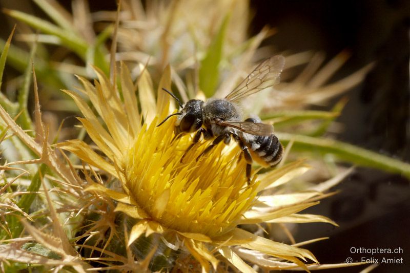 Megachile albisecta - HR, Istrien, Premantura, 22.07.2015