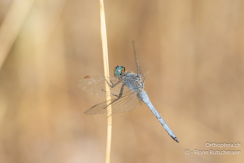 Orthetrum cancellatum - GR, Epirus, Preveza, 07.06.2024