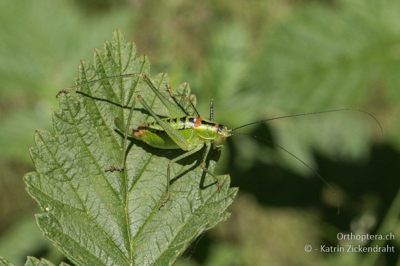 Poecilimon thoracicus ♀ - GR, Zentralmakedonien, Mt. Vrondous, Skistation, 09.07.2017