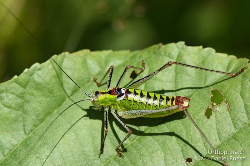 Poecilimon thoracicus ♂ - BG, Blagoevgrad, Bansko, 14.07.2018