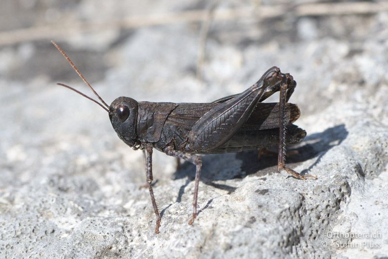 Pferdeschrecke (Celes variabilis) ♂ - GR, Zentralmakedonien, Paleokastro, 07.07.2017